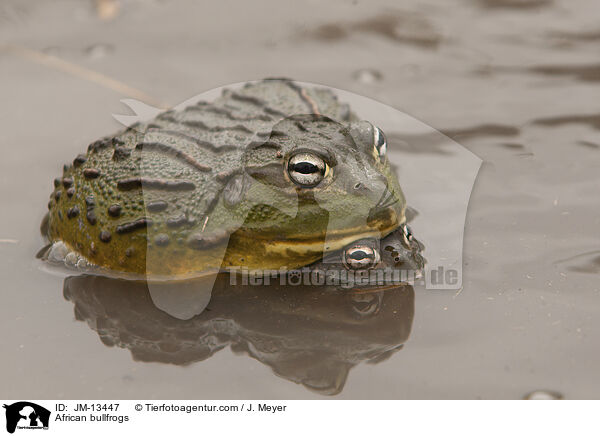 Afrikanische Ochsenfrsche / African bullfrogs / JM-13447