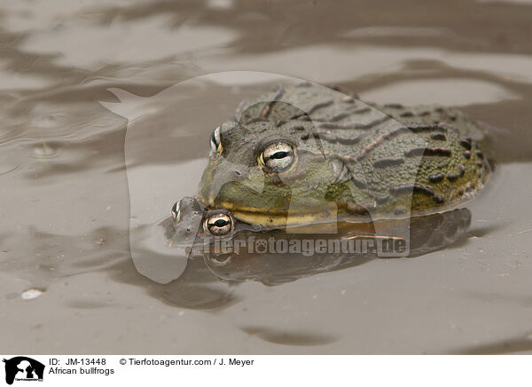 African bullfrogs / JM-13448
