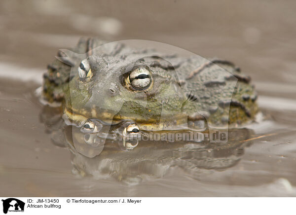 Afrikanischer Ochsenfrosch / African bullfrog / JM-13450