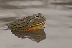 African bullfrog