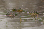 African bullfrogs