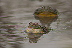 African bullfrogs