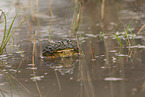 African bullfrog