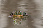 African bullfrog