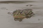 African bullfrog