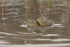 African bullfrogs