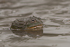 African bullfrog