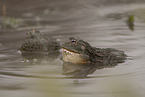 African bullfrogs