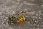 African bullfrog