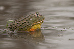 African bullfrog