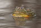 African bullfrog