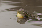 African bullfrog