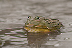 African bullfrog