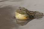 African bullfrog