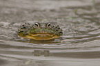 African bullfrog