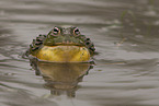 African bullfrog