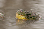 African bullfrog