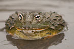 African bullfrog