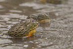 African bullfrogs