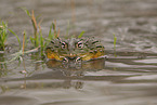 African bullfrog