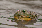 African bullfrog