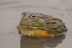 African bullfrog