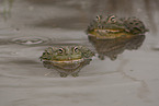 African bullfrogs