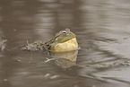 African bullfrog