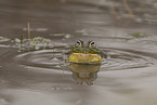 African bullfrog