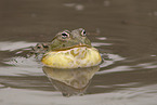 African bullfrog