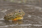 African bullfrog