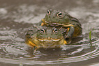 African bullfrogs