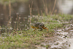 African bullfrog