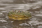 African bullfrog