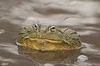 African bullfrog