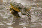 African bullfrogs