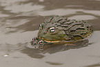 African bullfrogs