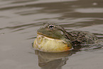 African bullfrog