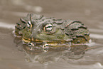 African bullfrog