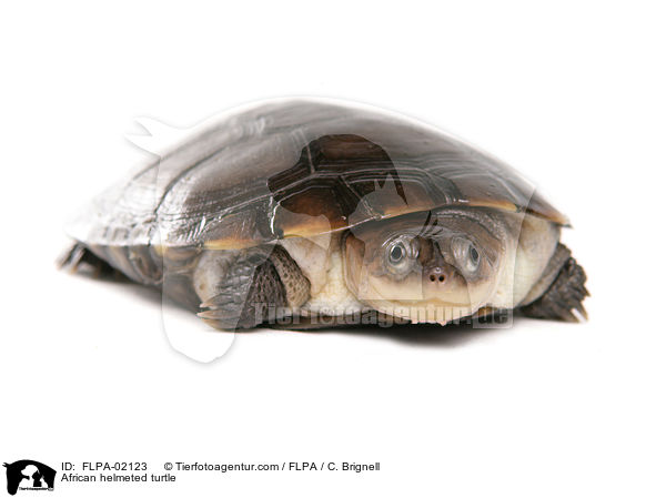 African helmeted turtle / FLPA-02123
