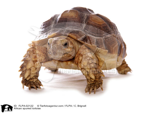 Spornschildkrte / African spurred tortoise / FLPA-02122