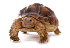 African spurred tortoise