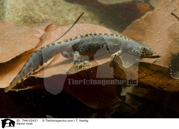 Alpine newt / THA-02421