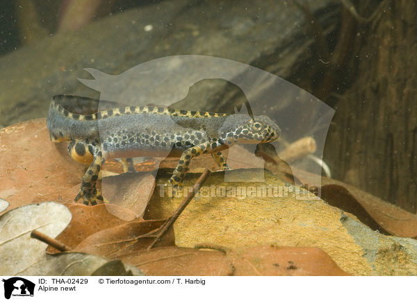 Alpine newt / THA-02429