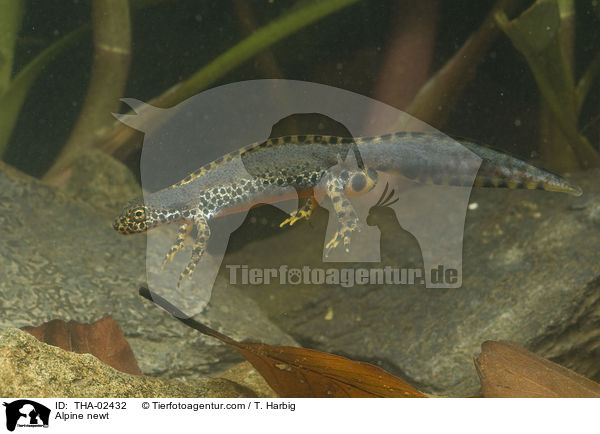 Alpine newt / THA-02432
