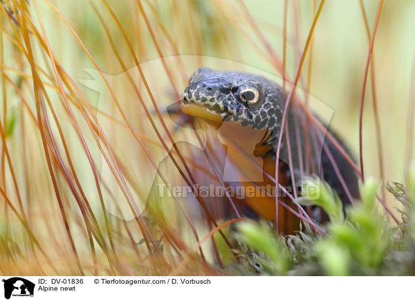 Alpine newt / DV-01836