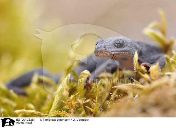 Bergmolch / Alpine newt / DV-02354