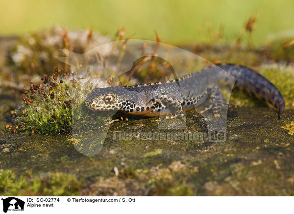 Alpine newt / SO-02774