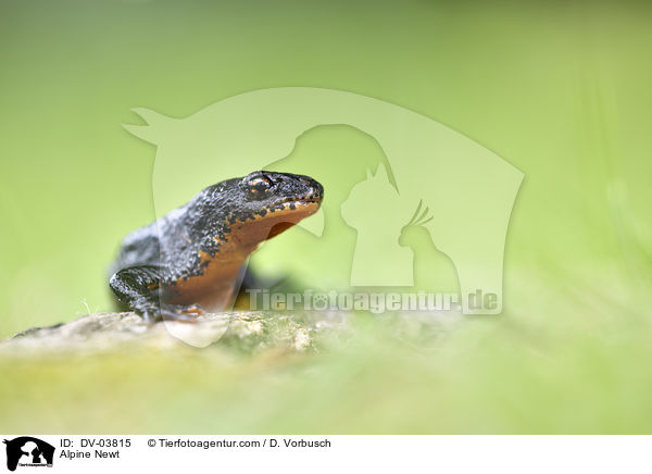 Alpine Newt / DV-03815