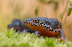 Alpine newt